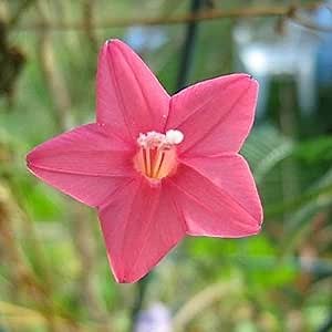 CHUXAY GARDEN 24 Seeds Pink Cypress Vine,Cardinal Climber Vine,Ipomoea Multifida,Hummingbirds,Ipomoea Quamoclit All Season Ornamental Grass Seed Climbing Flowering Plant