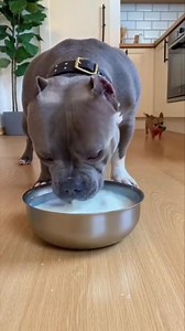 4.6M views · 37K reactions | Chihuahua Spikes Bulldog’s Milk With Hot Sauce and Bulldog Loses His Mind 藍️ A creative AI-crafted Video For Entertainment! Every scene is digitally created using detailed prompts, timing, and imagination — no real animals or people involved. Made with human effort for pure fun, laughs, and storytelling entertainment.  No reuploads. #CreativeAI #AIvideo #AImagi #AIanimals #AIfun #AIreel #AIfunny | The Giggles and Wag Show | Facebook