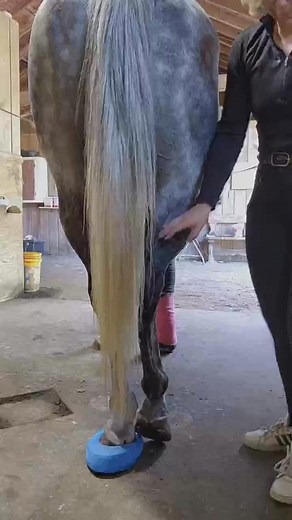 63_Does your horse show signs of sacroiliac joint pain？ #shorts #chiropractic #animalchiropractic | Scribbler’s Corner