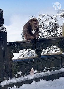 Naughty monkey steals cell phone from tourist | Creative Panda