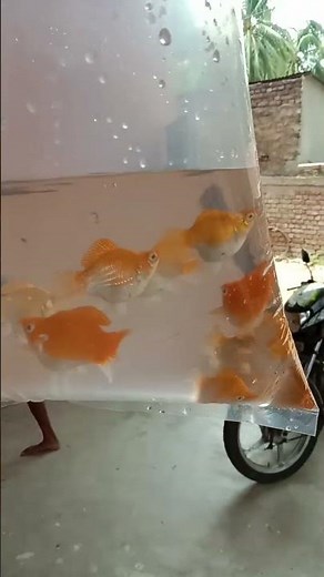 Rs 30/piece | Awesome collection of Balloon molly | All India Delivery possible | #fish #mollyfish