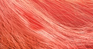 Fibernavigator: Interactive tractography visualization tool