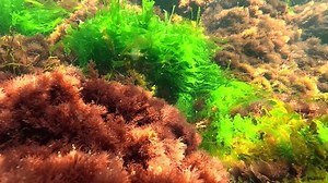 Algues macrophytes de la mer Noire, : vidéo de stock (100 % libre de droit) 3817790079 | Shutterstock