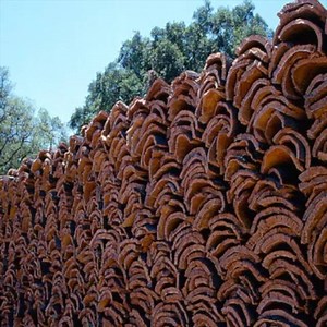 Natural cork is biodegradable and recyclable! #corkrecycles #corkpreserves #corkforest #corkproduction #corkharvest #corkcraftsmen | "100% Cork"