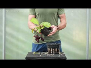 The Ultimate Nepenthes Care Guide - Repotting