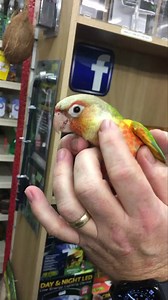 Morning cuddles with one of our HAND TAME CONURES 🤩 Only 4 available ! Ready now 🥳🥳 Cages available in store, proof of cage needed before sale 💚 very clever, intelligent birds, make sure you do your research🦜🦜 TAKING HOLDING DEPOSITS NOW 💯💯 | Warrington Pets and Exotics Ltd