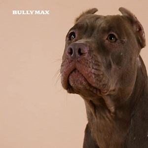 2.1K reactions · 82 shares | Bully Max Pro has 600 calories per cup and NO cheap filler ingredients. It ensures your dog gets all the protein and nutrients they need without ever overeating.  Check it out  https://bit.ly/Bully-Max-Pro | Bully Max | Facebook