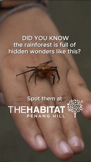 CRABS on the Hill?!🦀 Say hello to the Penang Hill Vampire Crab👋🏻Small, mighty, and keeping our ecosystem in balance. Book your visit today to explore the wonders of the rainforest at The Habitat Penang Hill.🌿 | The Habitat Penang Hill