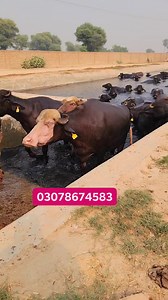 28K views · 1.3K reactions | 300 GUARANTEED Gabban Jhotian Farming Business | Buffalo life in farm | Farming Business TV | Facebook