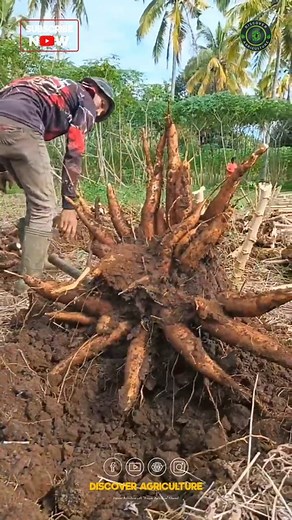5.2K views · 53 reactions | Cassava Harvesting tool #cassava #cassavafarming #harvesting #Agriculture | Discover Agriculture | Facebook