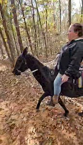 West Tennessee Auction Barn on Reels | Facebook