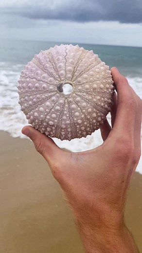 My biggest sea urchin shell find ever… #seashells #shellcade #shells #ocean #coral #seaurchin #fyp #viral