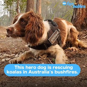 848K views · 7.1K reactions | 4-year-old Taylor, has rescued eight koalas since September! https://gma.abc/2RdcWmM | Good Morning America | Facebook