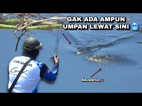 Luckiest day finding a fishing spot full of huge fish