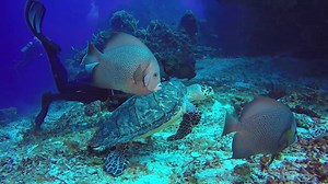 27K views · 1.2K reactions | Explore the largest reef in the Western...