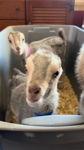 Milk coma thoughts 🧐 #bottlebabies #goatsoftiktok #farmtok #goat #lamancha #lamanchadairygoats #goats #kiddingseason #earlessgoats #goattok #lamanchagoats | Grace animal