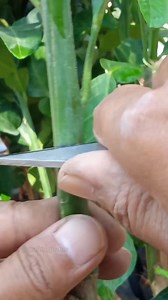 Citrus air layering tips & plant care EP16 #reels #garden | GraftingPlants