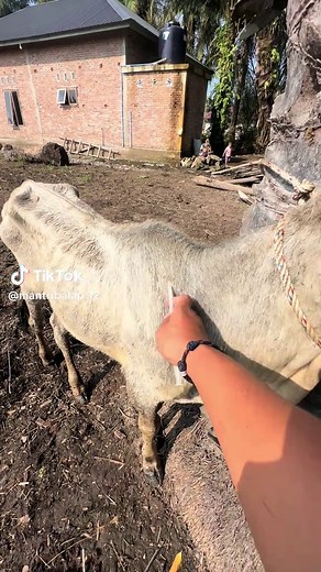 Zain fakhri on TikTok