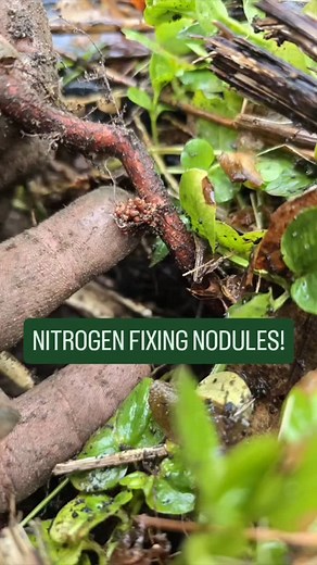 Here's a sweet peek at some nitrogen fixing nodules on the root of an Alder tree!🪾 🛸Two of our Council members visited @mangold_leather to pick up some edible trees and bushes for a land based project in Southern VT. What a treat to see this symbiotic plant and rhizobia bacteria powerhouse up close! 🦠 🌬🌳Nitrogen fixation is a process by which certain plants convert atmospheric nitrogen into a form that is bioavailable for plants. This process is important for good soil health, plant wellnes