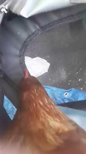 Just picked up Wizzy and Bizzy from the vets after their major surgeries (see previous post). One is more subdued but both bloody lucky to make it :) xxx To donate to their surgery follow this link. Thankyou so much xxx https://donorbox.org/let-the-ladies-go-surgery-fundraiser-2-2?fbclid=IwAR0dXIwK1qJBn4J0vbuMCufVVnDUu1sOoZ98FgeOeAGkmiTH1sp3k9bgou8 | Let The Ladies Go