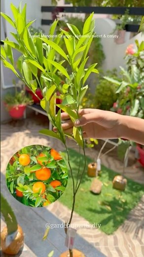 Growing citrus trees in containers | mandarin orange #shorts #garden #gardener
