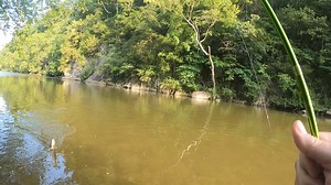Catching smallmouth on a Appalachian Baits, Bubbagum color, Mountain Minner on the Holston River near Alvarado, Virginia. Nothing like doing some river wading in the hot summer sun for smallmouth. | Appalachian Baits