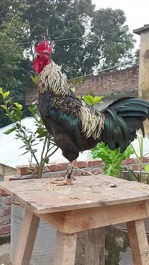 Crowing is a type of singing vocalization produced by chickens. It is...