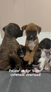 Follow us for the cutest boxers ever #cute #boxersdogs | Angels by the Dozen Boxers