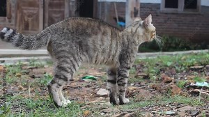 Video of a male cat in lust. Felis Silvestris Catus