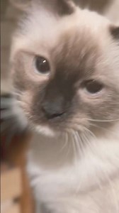 A kitten following the handsome new kitten around(CUTE!) #shorts