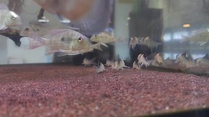 Geophagus Surinamensis | IB Aquatic Pets | Facebook