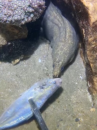 #eels #fishing #deepsea #nemo #diving #lobster #beach #crab #nature #sea #catchthesea
