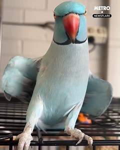 POV you own an affectionate parakeet 🦜 | Metro