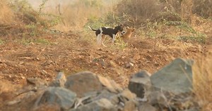 Baby Hunde im ländlichen Raum: Stockvideos & Filmmaterial (100 % lizenzfrei) 1015158382 | Shutterstock