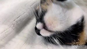 Just an awkward #MiracleKitten showing off his aardvark tongue!! 🤣😝 | Auracuda