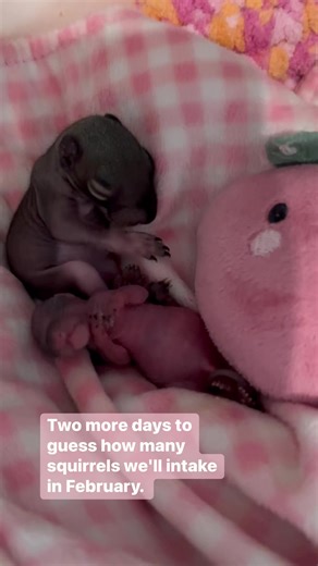 2.5K views · 102 reactions | #squirrel #babysquirrel | WEST Wildlife Rehab | Facebook