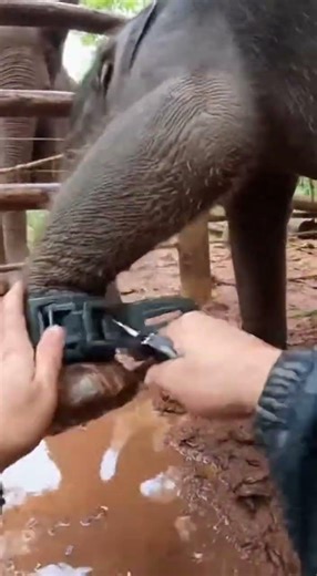 Hands Twisting Plastic in a Tight Muddy Pen