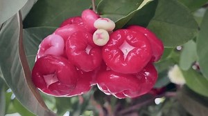 Sachet de Pomme Rose sur l'arbre, : vidéo de stock (100 % libre de droit) 3823311537 | Shutterstock