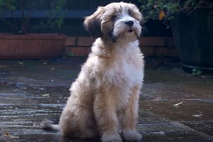 Heartbreaking Christmas advert featuring a dying dog dubbed the ‘saddest ever’