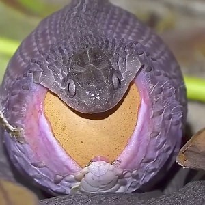 See how the snake swallowed the egg in an instant | 300 Fala 300 | Facebook