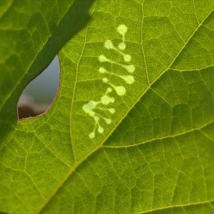 ☀Тук, където слънцето активира красотата и времето спира. 🍇Тук, където древни винени сортове са сгушени във вулканичната почва с дъх на море. 🍷Именно тук, в тези лозя на Санторини APIVITA откри натурален еликсир на младостта – НОВА серия WINE ELIXIR с полифеноли от лозята на Санторини, вдъхновена от науката Епигенетика! 💆🏽‍♀️ Може да закупите в най-добрите аптеки в България, както и от техните сайтове. | Apivita