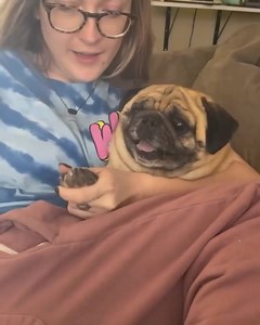 Okay back to reality on nail trimming..🤣 Cre: speakpug | Pug Overload