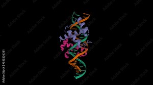Pbx1, homeobox protein HOX-B1-DNA ternary complex. Animated 3D cartoon and Gaussian surface models, PDB 1b72, black background