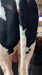 94 reactions | Huge Holstein Fresian Bull of Al Afraaz Cattle Farm |...