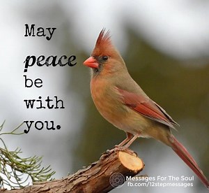 219K views · 4.2K reactions | When you see a cardinal angels are near... | Messages For The Soul | Facebook