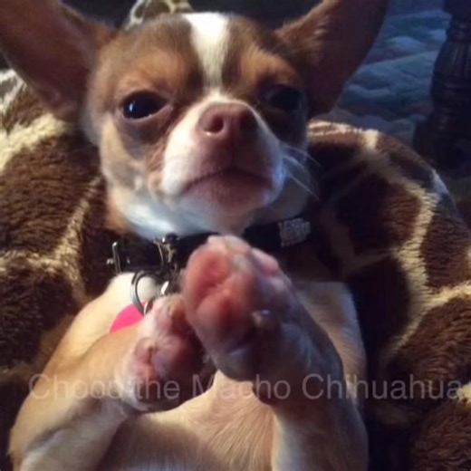 (@Ava Dahhling) Prayer for Miss Kim Grimes💔🙏🏻🐶🐾 | Choco the Macho Chihuahua