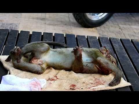 Saving Baby Monkey's Life From Traffic Accident To The Vet