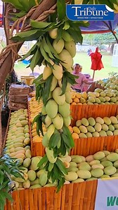 3.6K views · 88 reactions | SWEET GUIMARAS MANGO SEASON. Mangoes in radiant abundance entice visitors at the Manggahan Festival Agri-Fishery and Eco-Tourism Expo at provincial capitol of Guimaras. The Western Visayan island province is well-known for its mangoes, which is reputedly the sweetest in the country and is the star of its festival happening from 29 April to 22 May.  BY ROEL HOANG MANIPON | Daily Tribune | Facebook