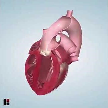 Human heart horizontal and vertical position