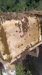 6.9K views · 246 reactions | #honeybee #box | Tashi Thang Bol Golay | Facebook